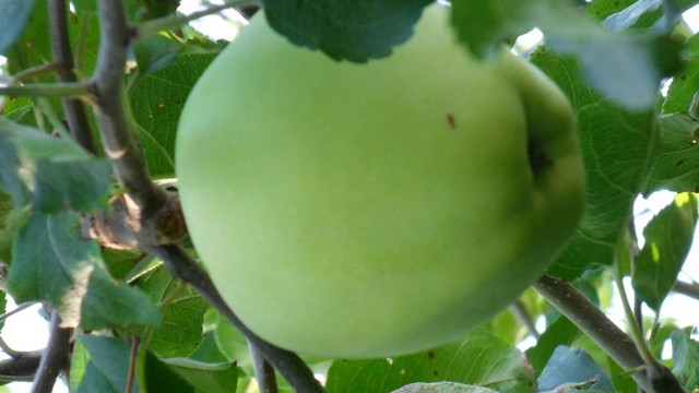 Jabolko (foto: Mirjam Judež)