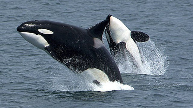 Kit ubijalec ali orka (foto: Wikipedia)