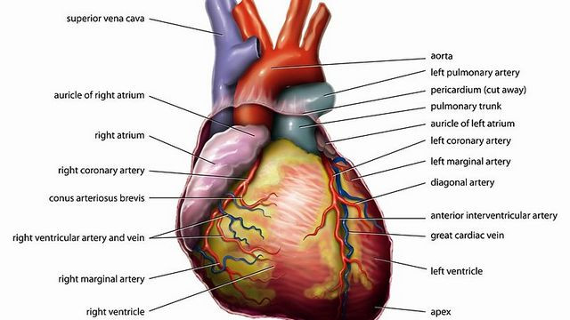 Srce (foto: Wikipedia)