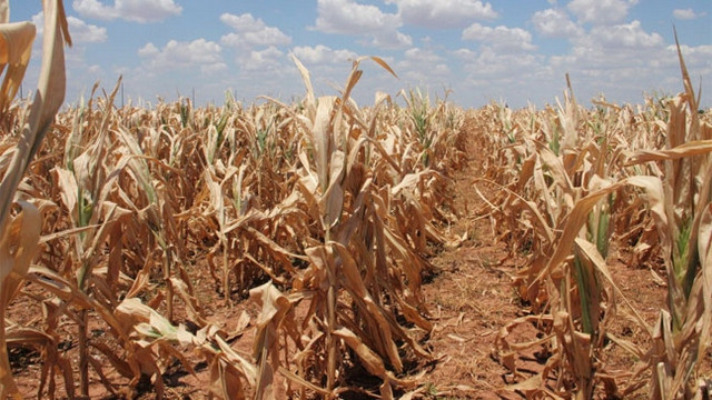 ZDA suša 2012 - Posušena koruza (foto: oklahomafarmreport.com)