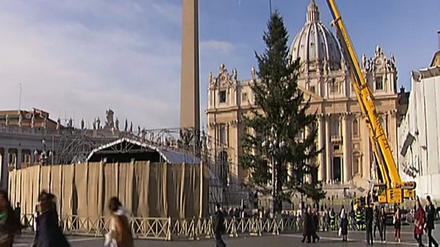 Božično drevo v Vatikanu (foto: Rome Reports)