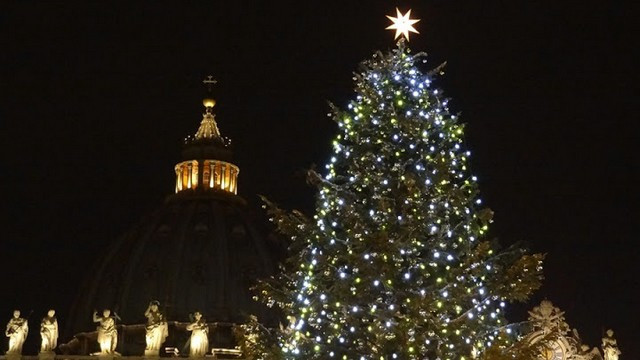 Božično drevo v Vatikanu (foto: p. Robert Bahčič)