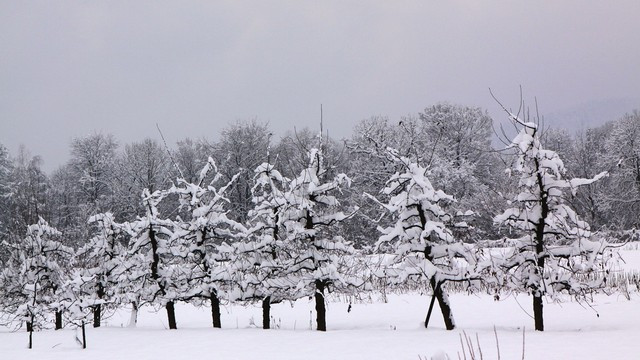 Sadno drevje v snegu (foto: Matjaž Maležič)