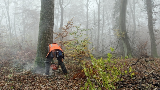 Podiranje drevja (foto: ARO)