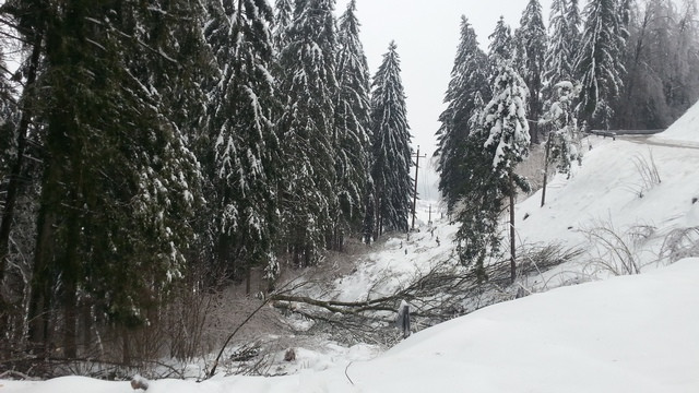 Poškodovani gozd na Velenjskem - žledolom; vir: Elektro Celje (foto: Elektro Celje)