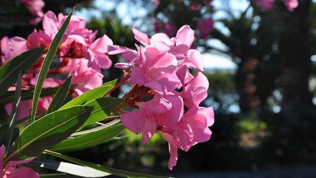 Radijske počitnice 2014 - oleander (foto: ARO)