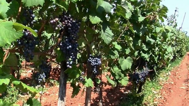 Grozdje sorte refošk daje na Kraški planosti vino teran (foto: Kmetija Štoka)