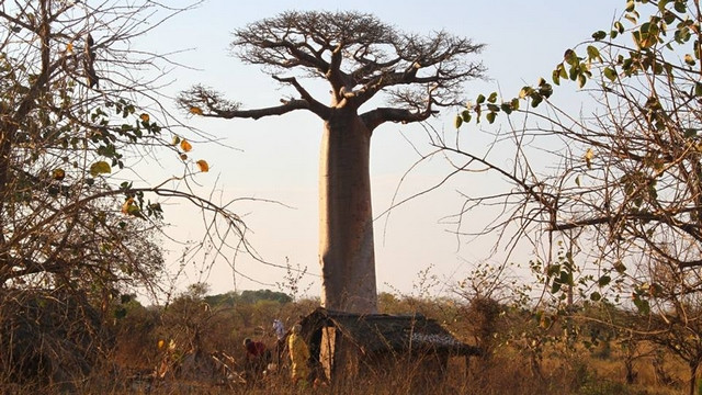 Baobao (foto: Izidor Šček)