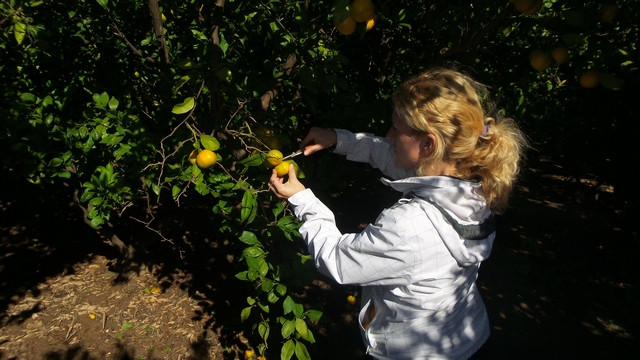 Obiranje mandarin v dolini Neretve (foto: Š. Dominko)