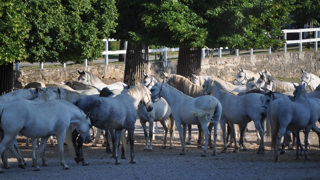 Lipicanci v poznem popoldnevu Lipicanci v poznem popoldnevu (foto: Blaž Lesnik)