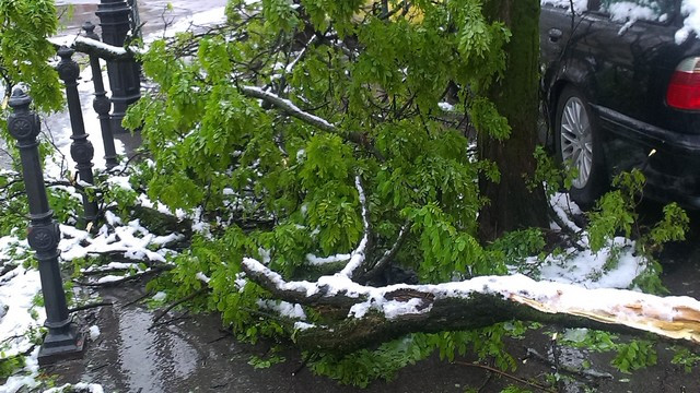 Mlada drevesa so se polomila pod težo mokrega snega. (foto: Urška Hrast)