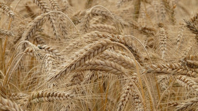 Pšenica, zrelo klasje (foto: ARO)