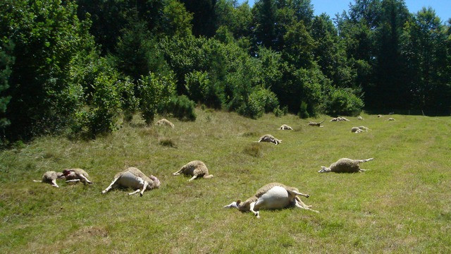 Volk je pomoril čredo ovc (foto: KGZS)