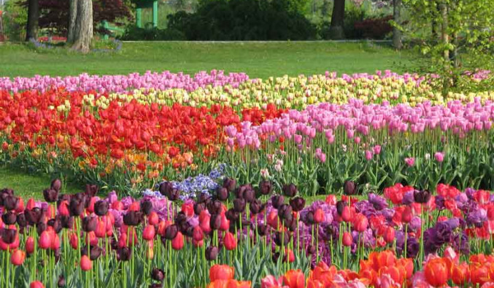 Tulipani (foto: www.arboretum-vp.si)