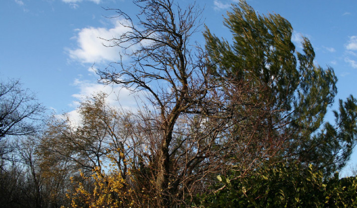 Od burje nagnjena drevesa na Krasu (foto: Wikipedia)