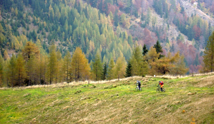 Slovenski gozd (foto: Tomaž Ovsenik)