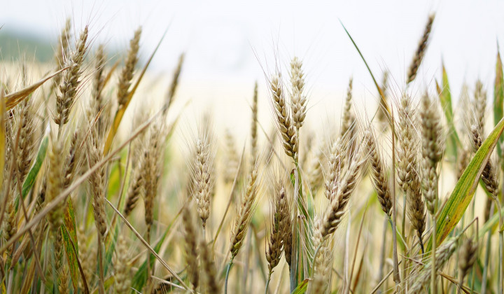 Pšenica (foto: Pexels)