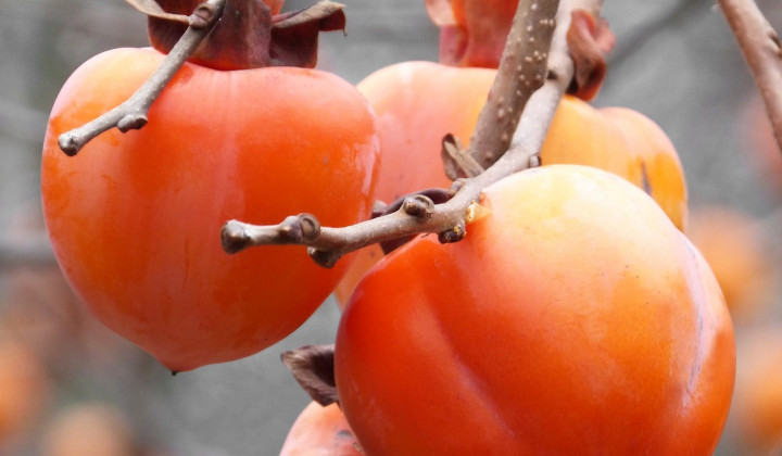 Letos so bili plodovi kakija lahko dolgo na drevesu. (foto: Marc Pascual / Pixabay)