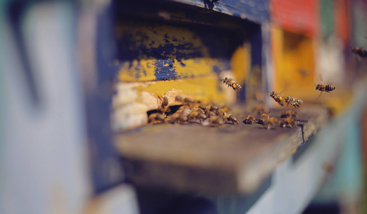 Čebele, ki uspešno povezuje družinsko zgodbo Ferenčakovih (foto: Čebelarstvo Ferenčak)