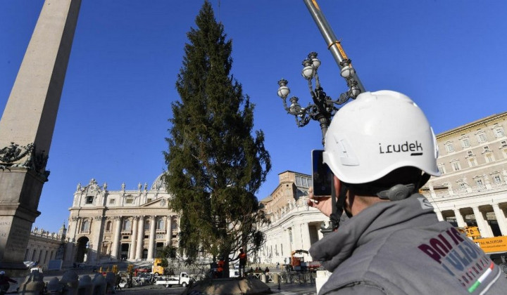 Slovenska smreka v Vatikanu (foto: Vaticannews)