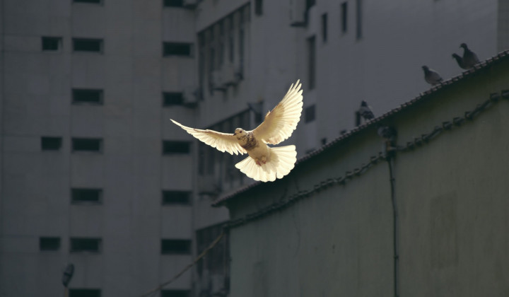 Če je Bog Bog miru – in to je – nam ni dovoljeno iti se vojne v njegovem imenu. (foto: Sunyu / Unsplash)