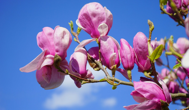 Magnolija je lepotica pomladi, na žalost njena lepota hitro mine ... (foto: Hans Braxmeier / Pixabay)