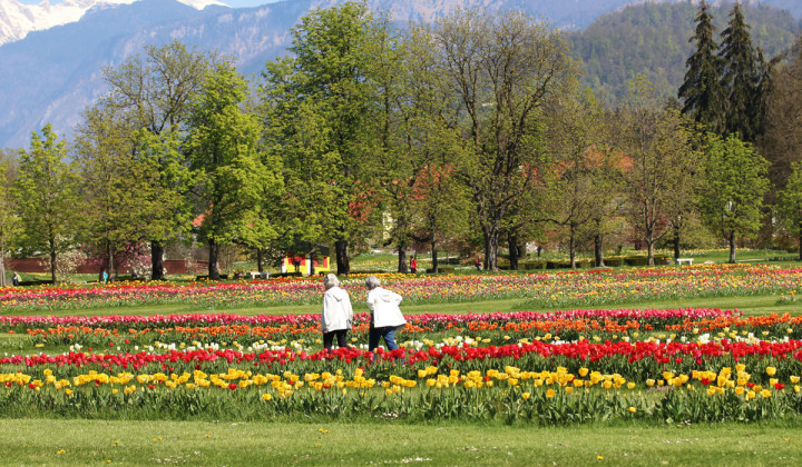 Razstava tulipanov  (foto: Arboretum Volčji potok)