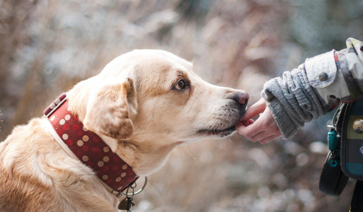 Psa, ki pobegne, ob prihodu domov pohvalimo - on ne razume, da je naredil nekaj narobe (foto: Lenka Novotná / Pixabay)