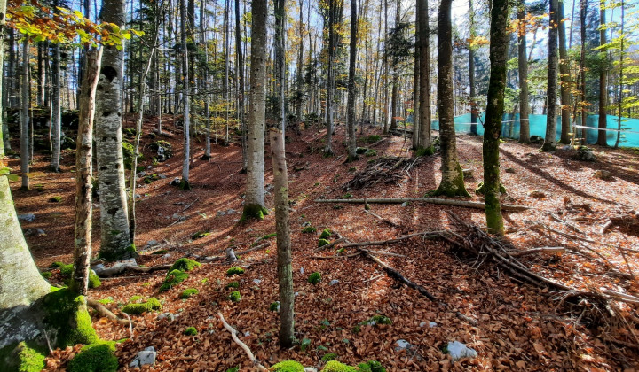 Macesnova gorica: V vrtači levo so jih slekli, desno morišče (foto: Jože Bartolj)