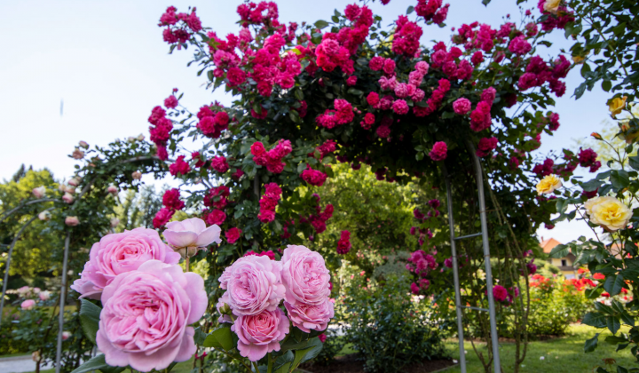 Rožni vrt v Arboretumu Volčji Potok (foto: Arboretum)