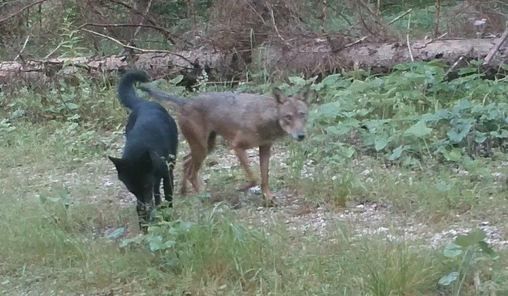 Fotografija volkulje in križanca med volkom in domačim psom posneta na italijanski strani prelaza Predel poleti 2020. (foto: Progetto Lince Italia / SloWolf)