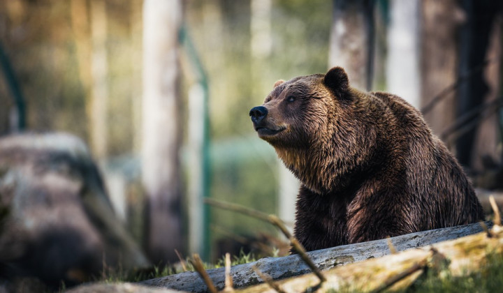 Medved (foto: Janko Ferlic)