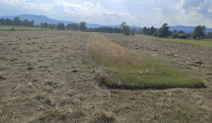 Košnja barjanskega travnika vključenega v ukrep MET. Na delu travnika je bilo potrebno pustiti nepokošen pas. (foto: Robert Božič)