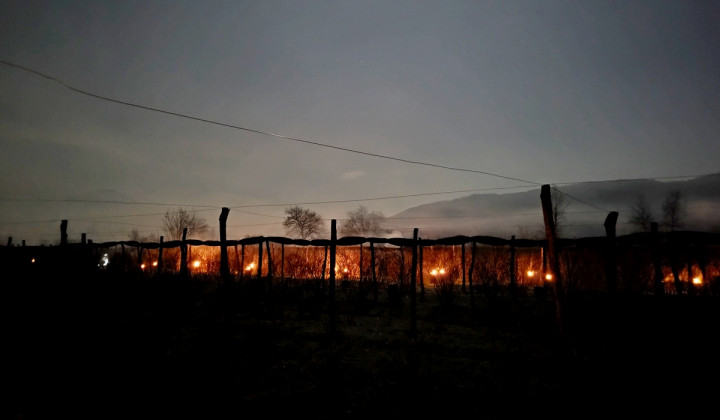 Boj s pozebo v nasadih borovnic na ljubljanskem barju (foto: Rok Mihevc)