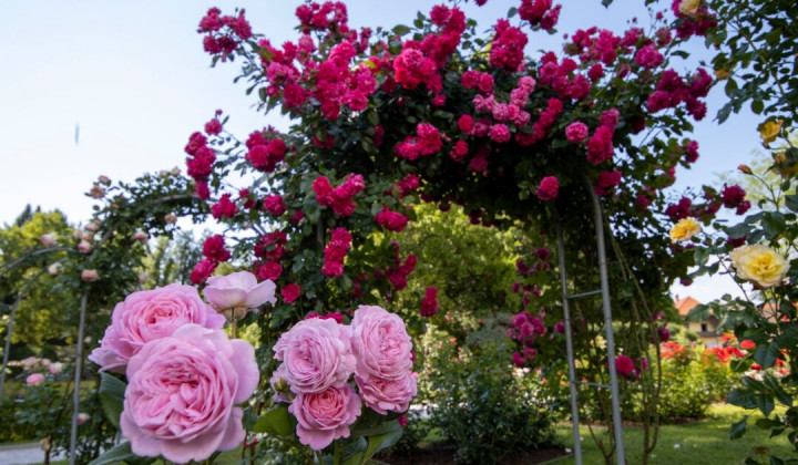 Oglejte si čudovite vrtnice v Arboretumu (foto: Arboretum Volčji Potok)