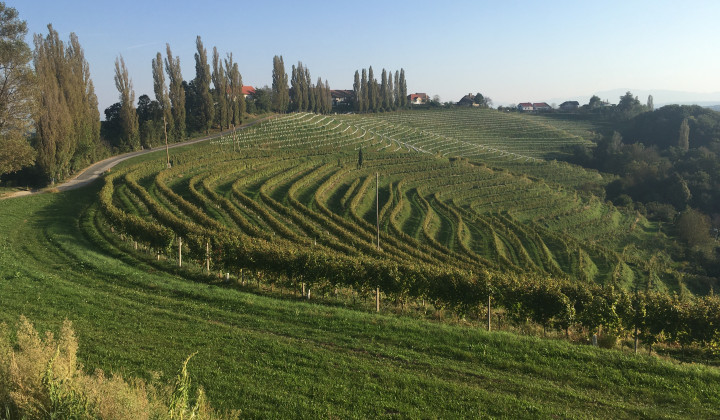 Pogled na značilne vinograde in kmetijsko krajino goric (foto: Kmetijski inštitut Slovenije)