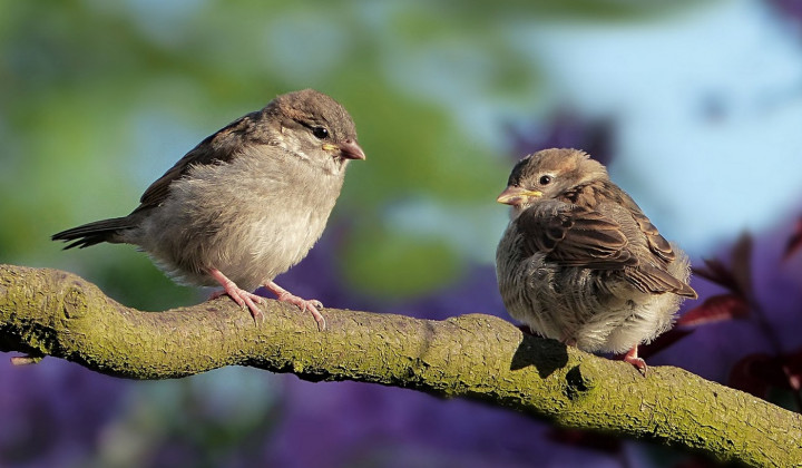Na Gregorjevo se ptički ženijo ... (foto: PixaBay)