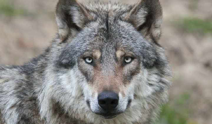 Volk (Canis lupus) (foto: Wageningen University & Research)