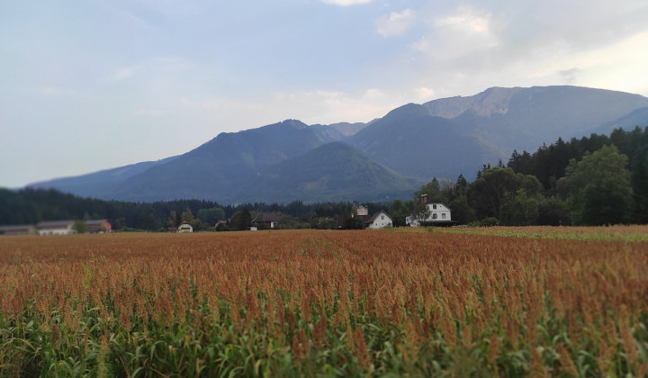 Njiva sirka na poti proti Pliberku. (foto: Andrej Jerman)