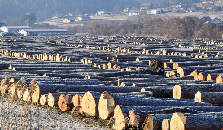 Pogled na hlodovino na 18. licitaciji februarja 2024 (foto: Zavod za gozdove Slovenije)