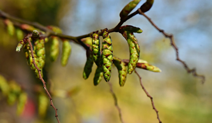 Spomladansko brstenje, brst, novi začetek (foto: Mabel Amber / Pixabay)