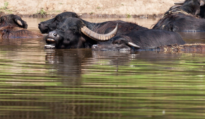 Vodni bivol (simbolična fotografija) (foto: PDF / Pixabay)