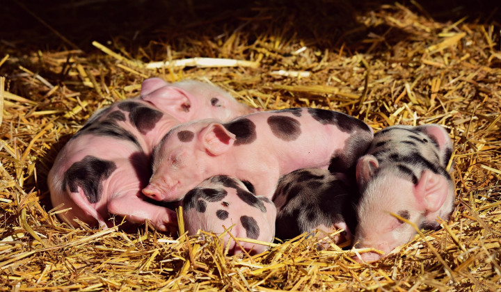 Prašički v gnezdu Prašički v gnezdu (foto: Mabel Amber, who will one day / Pixabay)