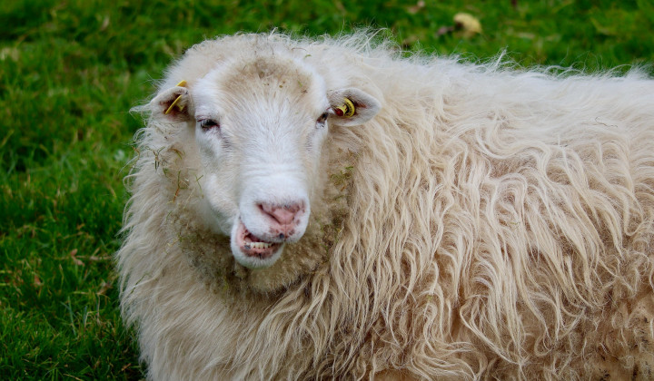 Ovca Ovca (foto: Annette Meyer / Pixabay)