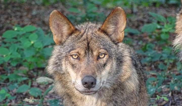 Volk (foto: 3Dinaani from Pixabay)