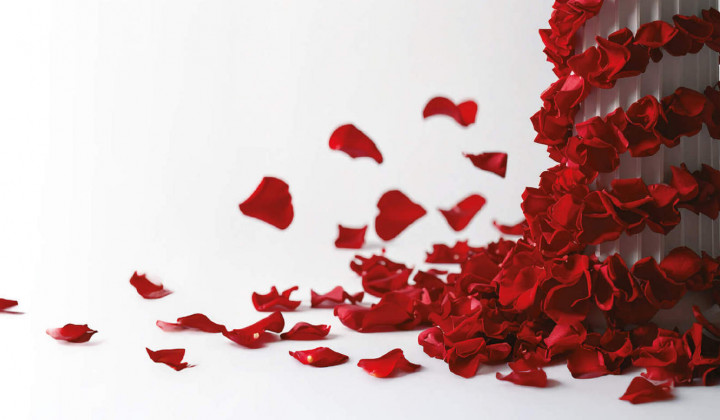 Za Andrejo Jernejčič prepoznavni lističi rdeče vrtnice, ki krasijo tudi njene knjige (foto: Osebni arhiv)