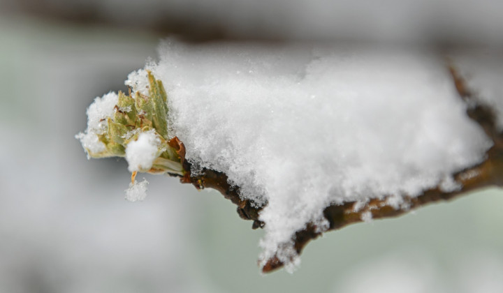 Pozeba (foto: STA / Tamino Petelinšek)