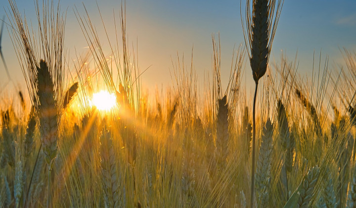 Obilno žetev zagotavlja dobra zemlja. (foto: Anrita / Pixabay)