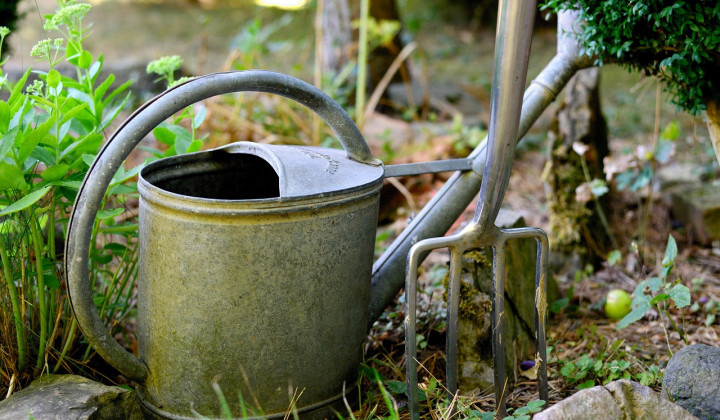 Zalivalka, kangla... (foto: Congerdesign from Pixabay)