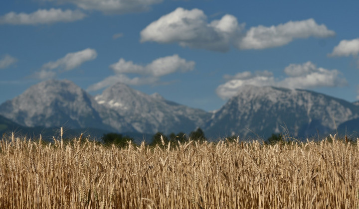 Žitno polje, pšenica (foto: Tamino Petelinšek / STA)
